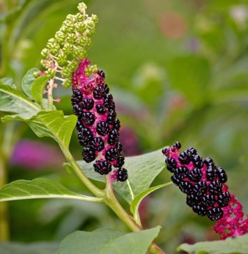 Pretty Pokeweed Poisonous From Berries to Tap Root
