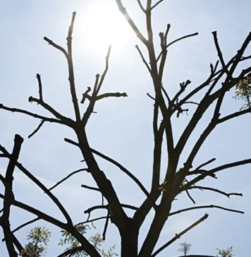 Gardening With Charlie – Pruning Fruit Trees